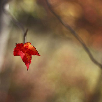 Как Снять Красивые Осенние Фото