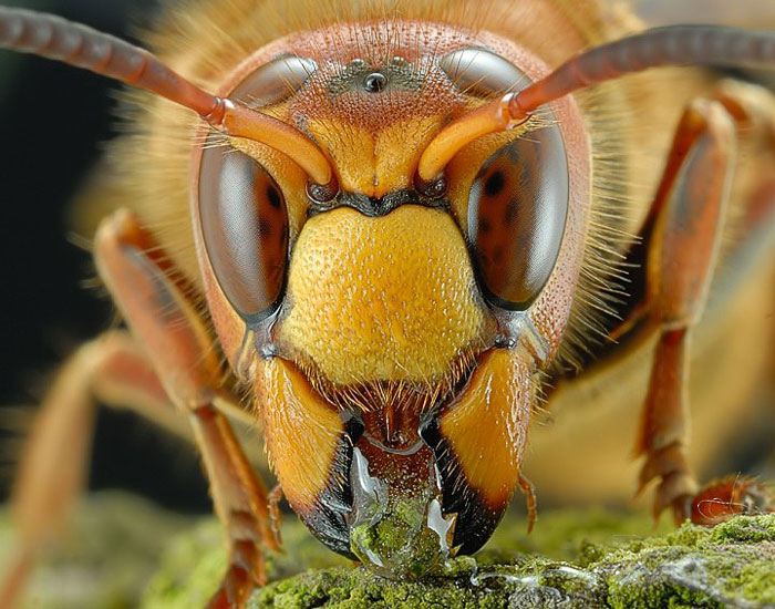 как фотографировать насекомых